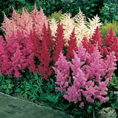 50 Pcs Mix Astilbe Flower Seeds Perennial Beauty-astilbe - Etsy