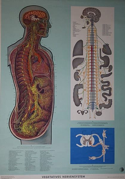 Lehrtafel Vegetatives Nervensystem Krankenhausmuseum Bielefeld E V