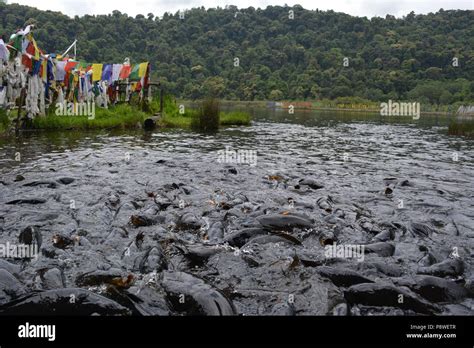 Sikkim Forest Hi Res Stock Photography And Images Alamy