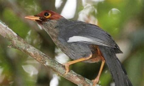 11 Ciri Ciri Burung Poksay Mandarin Yang Harus Anda Tau