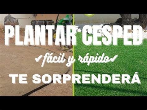 Gu A Definitiva Para Plantar C Sped En Terreno Con Piedras Consejos