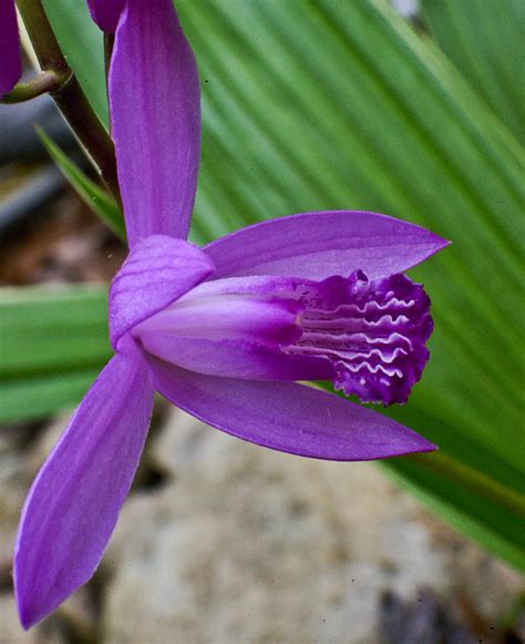 Hardy Orchid 5 Photograph By Douglas Barnett Fine Art America