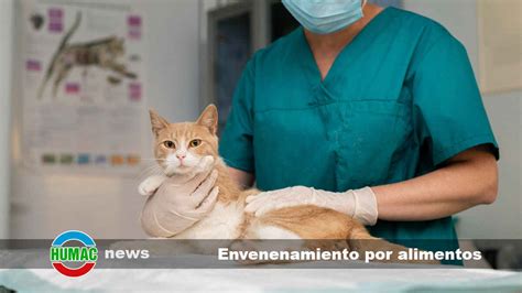 Envenenamiento por alimentos en gatos y cómo prevenirlo Humac