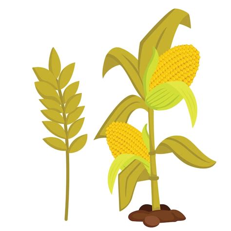 Corn Crop Clipart