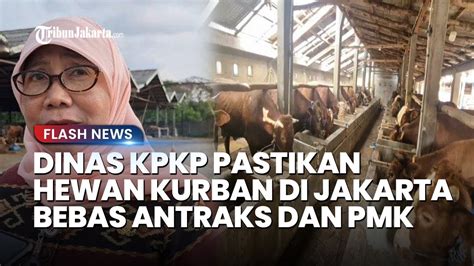 Dinas KPKP Pastikan 68 Ribu Hewan Kurban Yang Masuk Jakarta Bebas