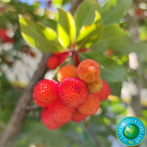 Arbre Aux Fraises Arbousier Arbutus Unedo