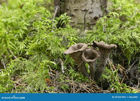 Yellowfoot Cantharellus Lutescens Wild Mushrooms Edible In Mo Royalty