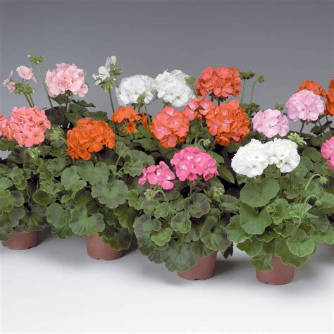 Pinto Premium F1 Series Geranium Flower Garden Seeds Mix 100 Seeds Annual Flower Gardening