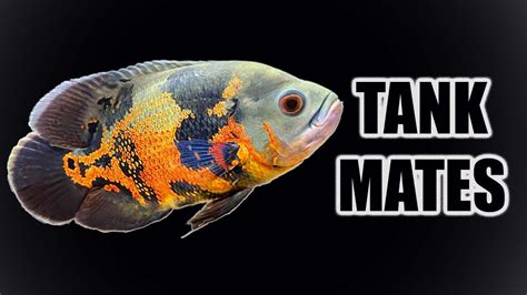 Top 10 Tank Mates For Oscar Cichlids YouTube