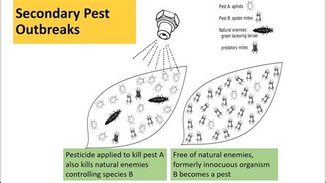 The Integrated Pest Management Concept YouTube