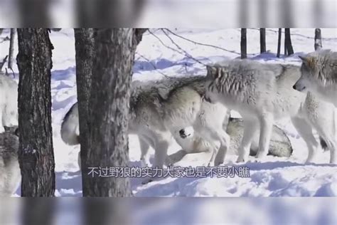 野狼误入村庄，以一敌六大战六只藏獒，视频记录精彩全过程！藏獒六大村庄