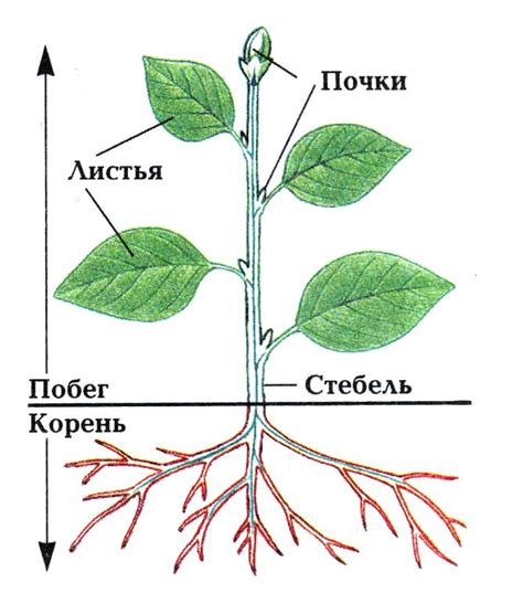 Части растений для детей: схемы и картинки