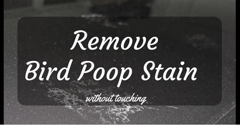 How To Remove Bird Poop Stain In Your Car Without Touching It