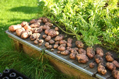 Kartoffeln Selbst Anbauen In Tonne Und Sack Selbstversorgung Im