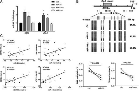 Microrna 21 And Microrna 148a Contribute To Dna Hypomethylation In