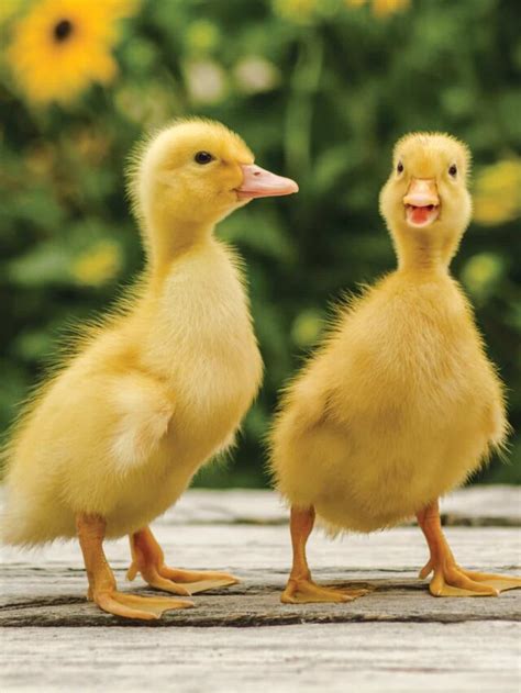 Top 10 Duck Breeds for Beginners: Homesteading 101 - Max My Money