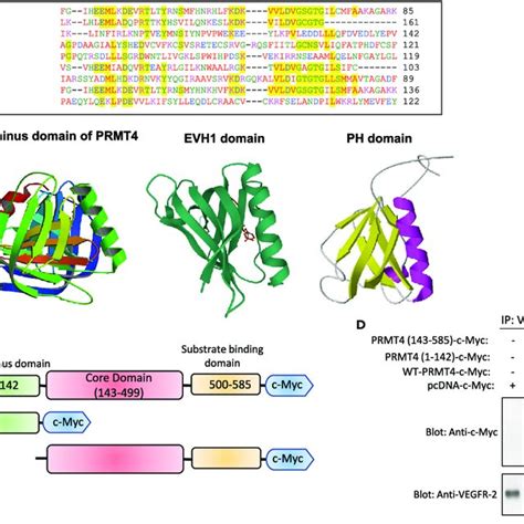 Arginine Methylation Of Vegfr 2 Modulates Phosphorylation Of Y820 And