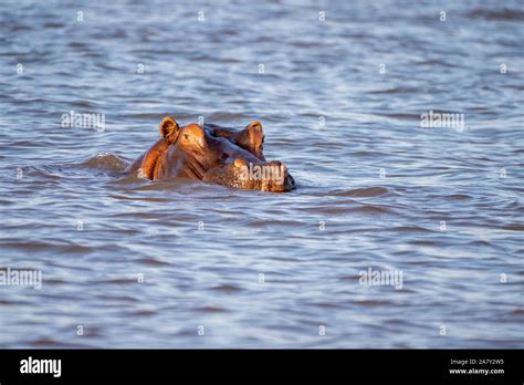 Hippopotamus Hippopotamus Amphibius Lake Kariba Zimbabwe Stock