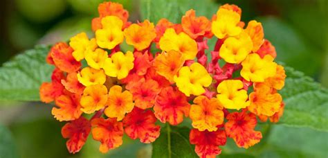 Lantana (Annual Variety) - TLC Garden Centers