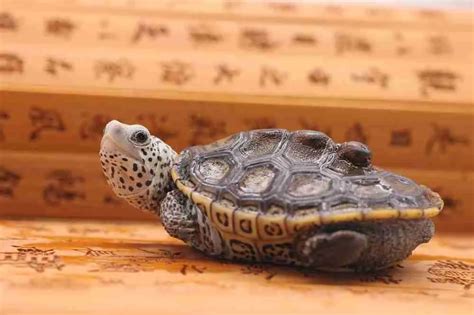 Wu Gui Xuanwu Turtle Tortoise Symbolism Meaning In Chinese Culture