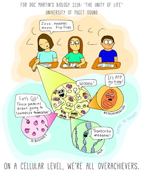 On A Cellular Level Were All Overachievers Beatrice The Biologist