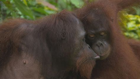 Orangutans Sex In The Wild Nj Pbs