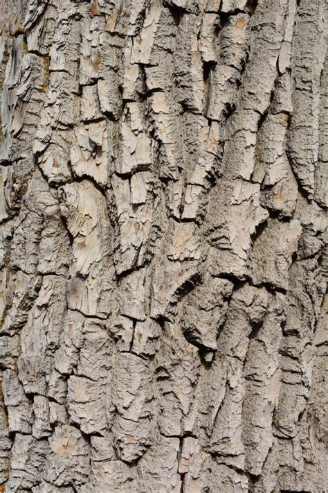 Eastern Cottonwood Tree Bark Stock Photo - Image of trunk, closeup ...