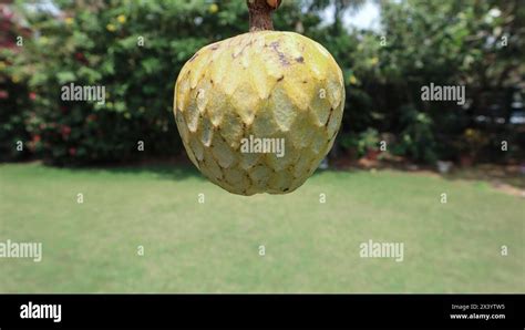 Ramphal Also Known As Wild Sweetsop Annona Reticulata Ram Falwild