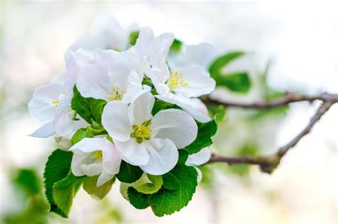 Una Rama De Un Manzano Con Grandes Flores Blancas En Un Primer Plano