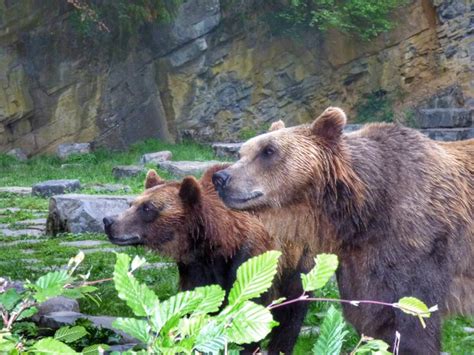 Bear Grotte De Han Belgique Grotte De Han Grotte