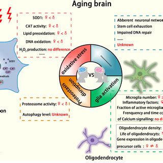 Sex Differences Implicated In Cellular Hallmarks Of The Aging Brain