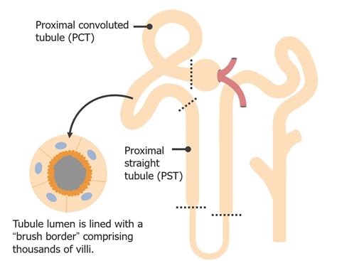 Proximal Renal Tubule