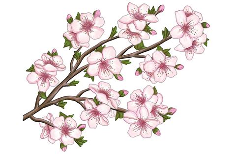 Japanese Cherry Blossom Tree Drawing