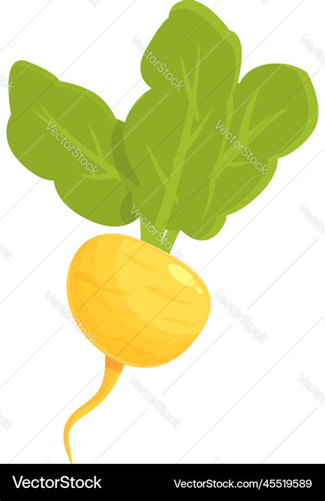 Vegetable Turnip Icon Cartoon Green Root Vector Image