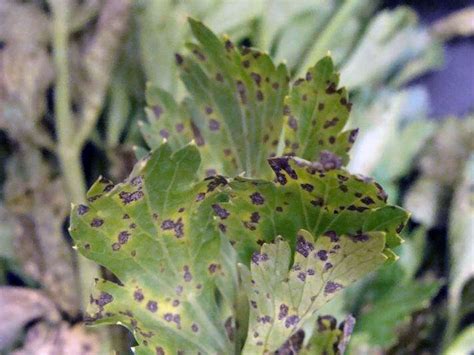 Septoriosi Del Sedano Favorita Dal Clima Caldo Umido Terra E Vita