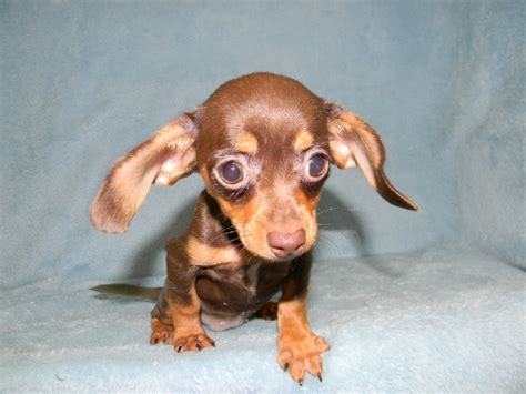 Chiweenie- Chihuahua and weenie dog mix! | Chiweenie puppies, Chiweenie dogs, Puppies