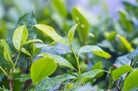 Harry55054台灣原生山茶台灣山茶原生種茶樹有機茶茶葉農業高雄市桃源區寶山部落高雄桃源 Flickr