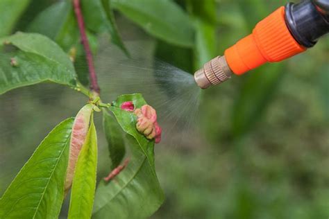 Prevent Fungicide Resistance With A Rotation Plan Gardeners Path