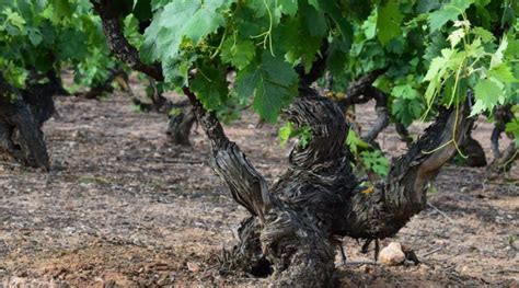 Viñedos en vaso Tienda de Vinos Bodegas Federico