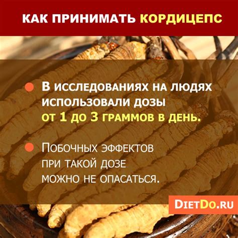 Кордицепс — что это такое, инструкция по применению, цена, отзывы и аналоги