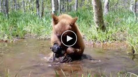 Une caméra cachée surprend un ourson qui prenait un bain avec un ours