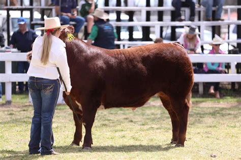 Show Steers And Steers Whats The Difference The Land Nsw