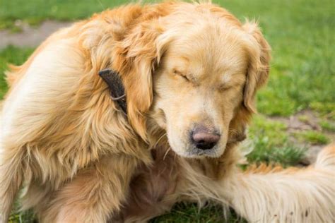 Croste Sulla Pelle Del Cane Possibili Cause Sintomi E Rimedi