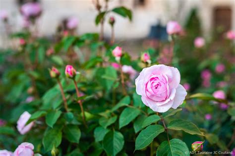 Conservatoire De Roses En Touraine En Val De Loire Pr S De Chinon