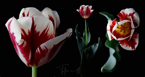 What Are Rembrandt Tulips?