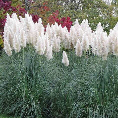 White Pampas Grass Seeds Ornamental Grass Seed