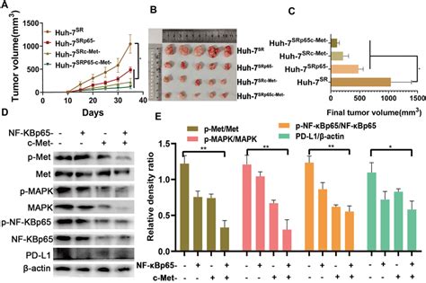 C Met Promotes Pd L Expression In Vivo A The Volume Of Tumor Bearing