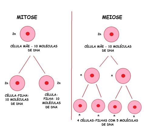 Qual O Numero De Cromossomos Das Celulas Originadas Respectivamente