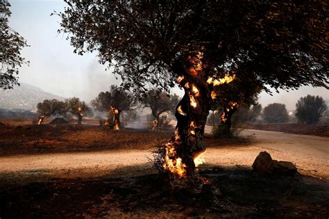 Incendi In Grecia Bambini Evacuati Dai Campi Estivi