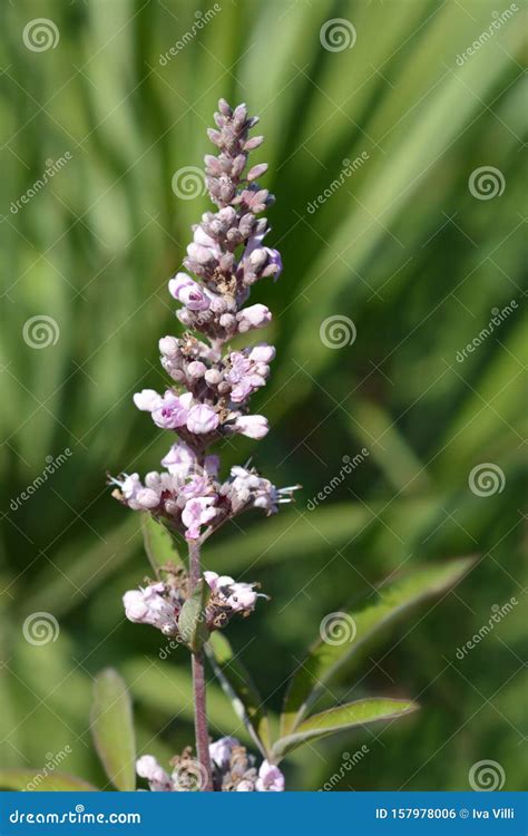 Pink Pinnacle Vitex Stock Photo Image Of Green Close 157978006